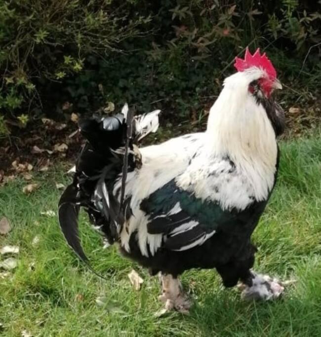 Gite Bin Benaise Draps Et Serviettes Compris Pamproux Esterno foto